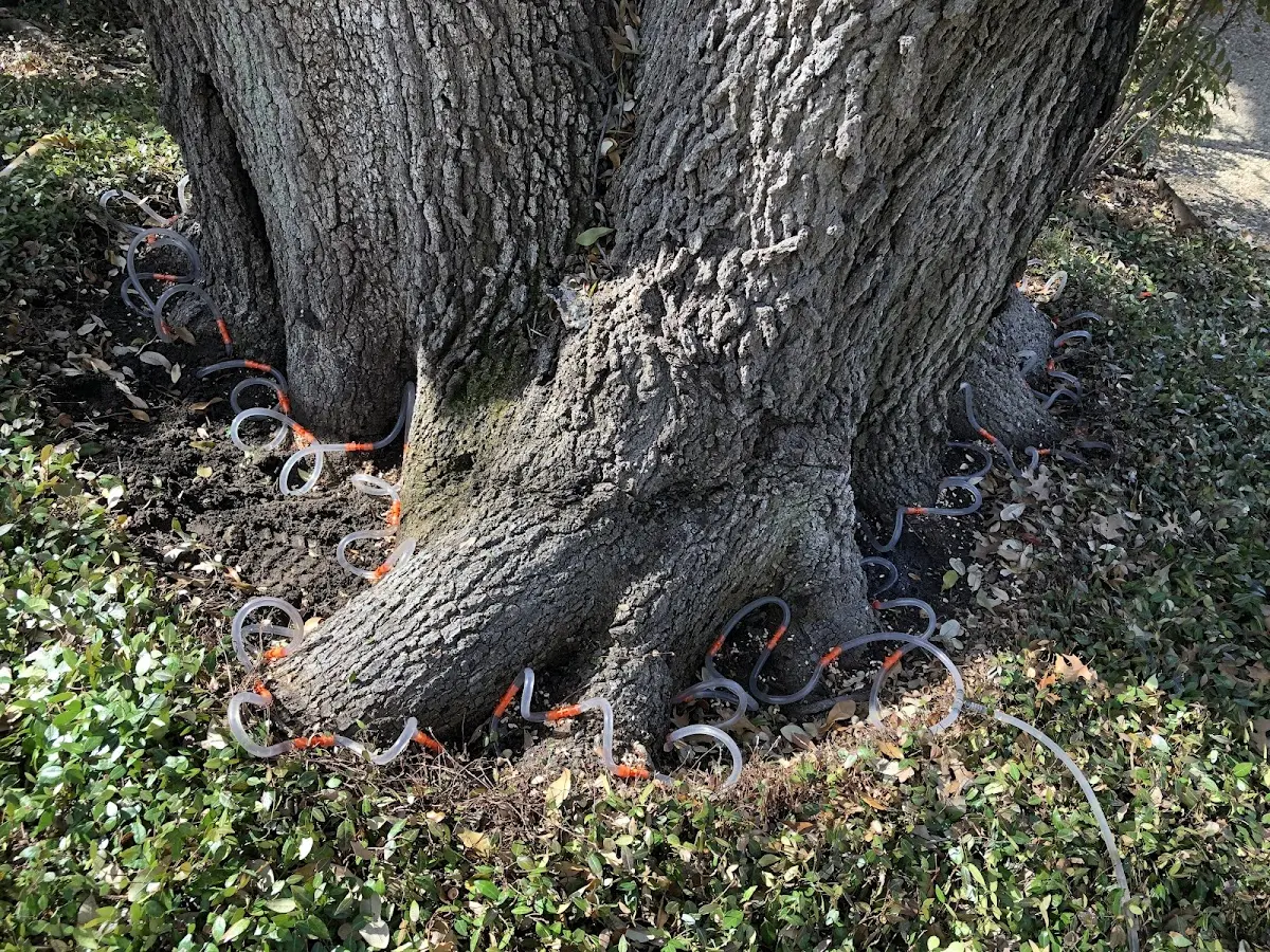 Detailed Tree Cabling and Bracing job site in Carlstadt