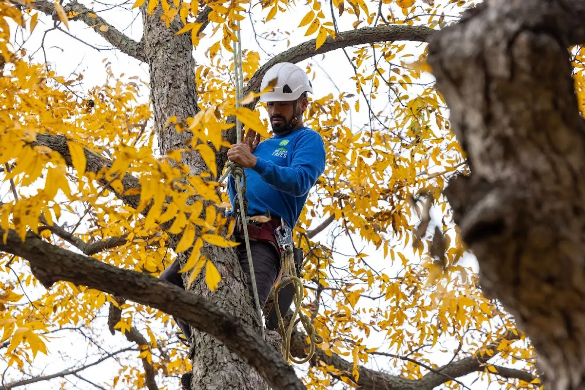 Skilled Tree Planting crew working in Carlstadt